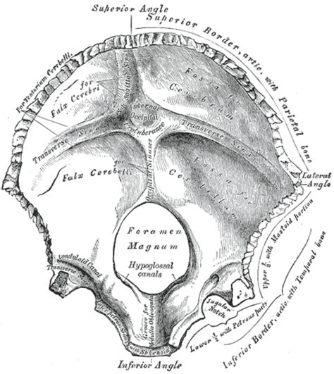 Foramen magnum - Wikipedia, den frie encyklopædi