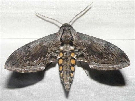 Sphinx Moths Of Texas ·