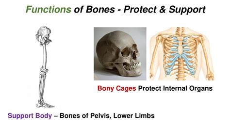 Bones And Skeletal Tissues Relevant Pages 10th Edition 173 To Ppt