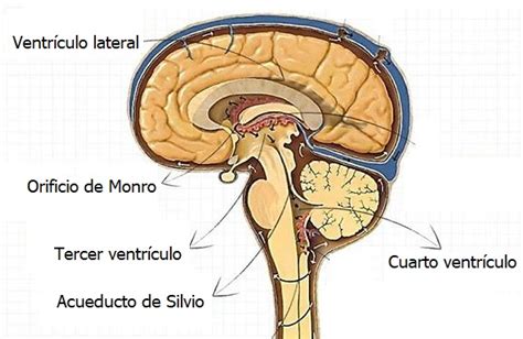 Sistema Límbico Sistema Ventricular Cápsulas Sbags Es