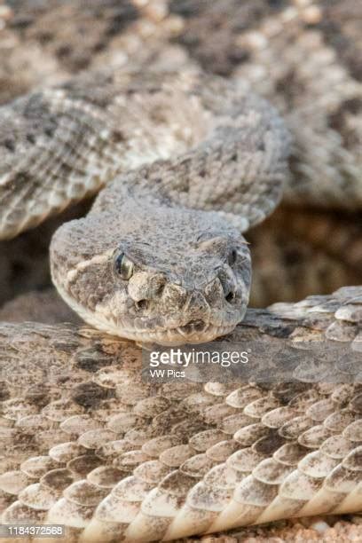 Western Diamondback Rattlesnake Habitat Photos and Premium High Res ...