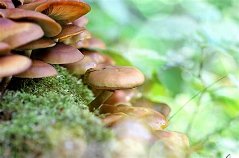 Champignons Forêt Arbre Photo gratuite sur Pixabay Pixabay