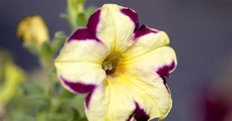 Petunie Crazytunia Petunia Crazytunia