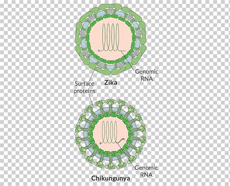 Flag Of The United States Flag Of Brazil Chikungunya Virus Infection