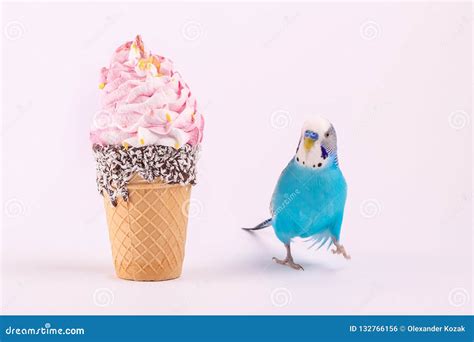 Sky Blue Wavy Parrot with Ice Cream Stock Photo - Image of decorative ...