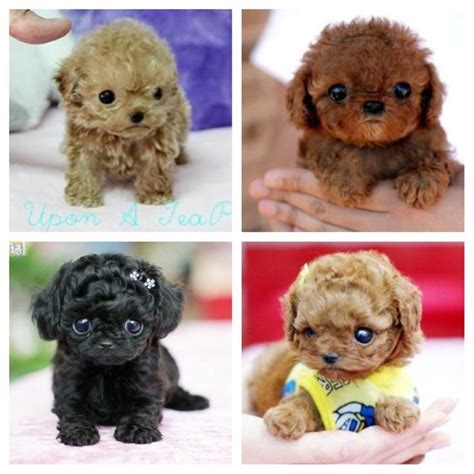 25+ best ideas about Teacup poodle puppies on Pinterest | Teacup dogs ...