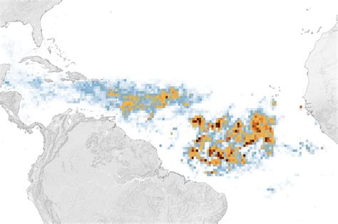 Sargassum Cancun Daily Seaweed Beach Photos Forecast 2024