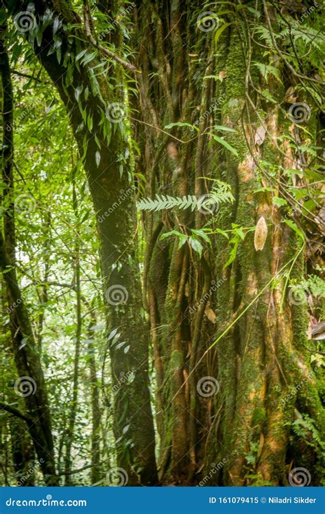 Tree Trunk Sikkim India Stock Image Image Of Fresh 161079415