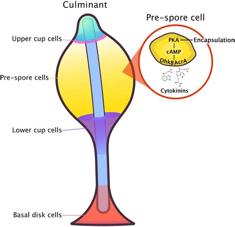 Frontiers Cytokinins In Dictyostelia A Unique Model For Studying