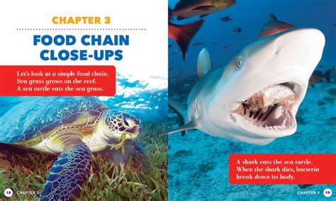 Coral Reef Food Chains Jump Inc