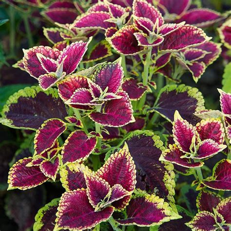 Coleus Beckwiths Gem White Flower Farm Container Flowers Summer