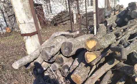 Колоди дерева породи “Клен польовий" 28 шт., довжиною від 96 см. до 132 ...