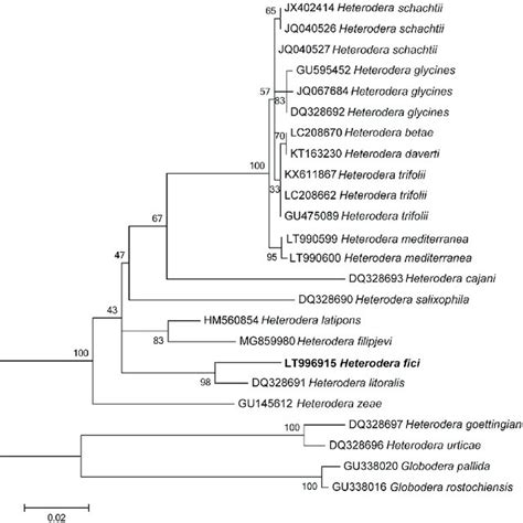 Phylogenetic Trees Of The D2 D3 Expansion Domains Of The 28s Rrna Gene Download Scientific