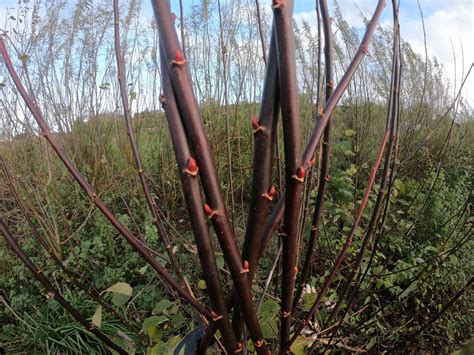 Burgundy Willow Cuttings Sold Out Gardens For Life