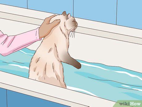 How To Bathe An Angry Cat With Minimal Damage Steps