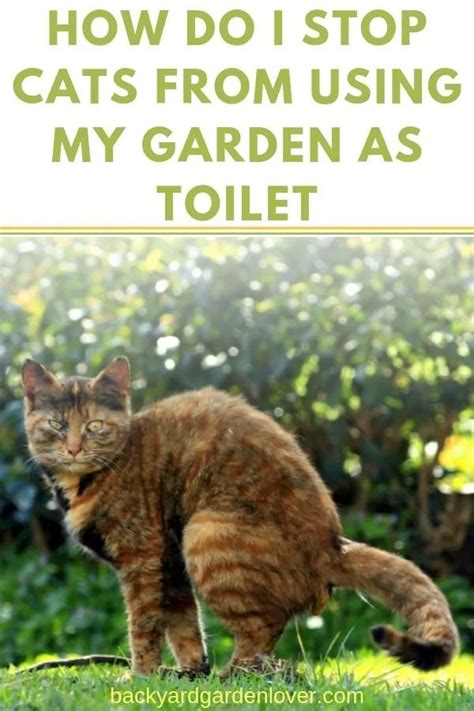 How To Stop Cats From Using My Garden As A Toilet Cat Repellant Keep