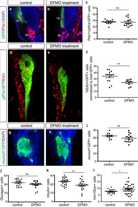 Exocrine And Endocrine Cell Differentiation But Not Specification Is