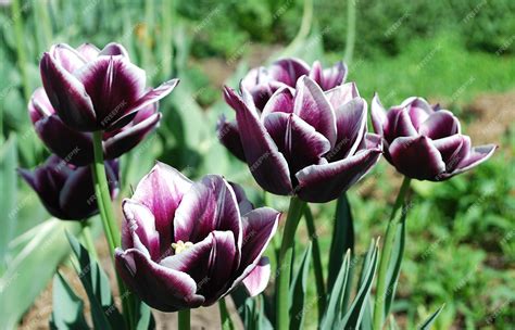 Premium Photo | Purple tulips in a garden with green leaves