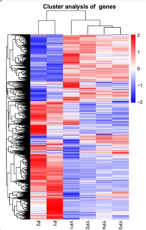 Heat Map Showing Clustering Of DEGs Identified Among Different