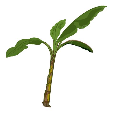 Illustration Of A Green Banana Tree Vector Banana Leaf Banana Tree