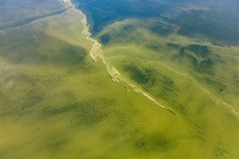 Researchers Report A Steady Increase In The Intensity Of Algal Blooms