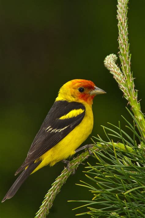 Western Tananger Backyard Birds San Bernardino Mountains Beautiful