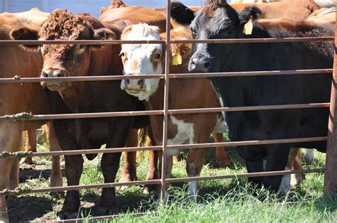 Mom at the Meat Counter: More about beef farming