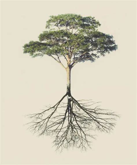 tree root pictures   images  unsplash