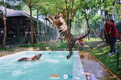 Tiger Kingdom Small Or Medium Tiger With Private Transfer Tours