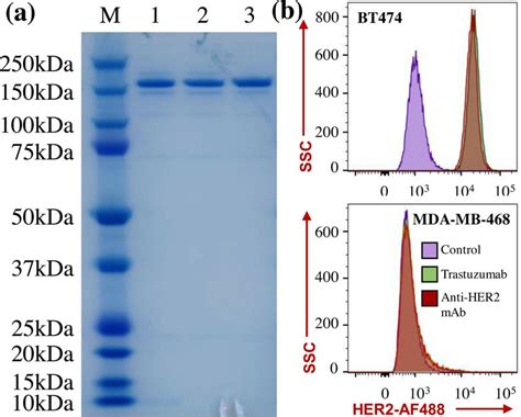 Evaluation Of Mab Purity And Surface Binding To Her Receptor A
