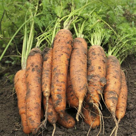 Carrot Berlicum Organic Premier Seeds Direct