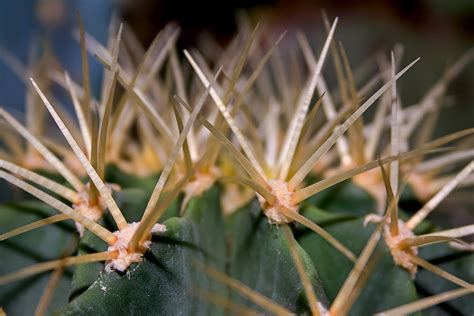 Free Images - cactus spur plant prickly 2