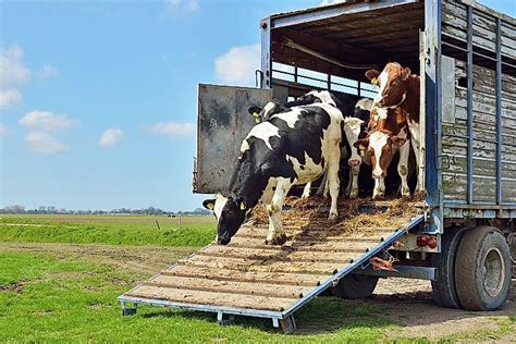 Live Cow