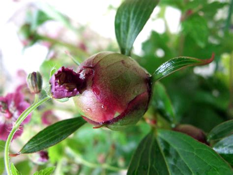 Free Images Nature Branch Blossom Meadow Fruit Leaf Food