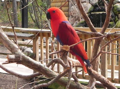 Eclectus Parrot Project Noah