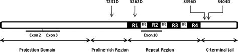 Construction Of Pseudophosphorylated Repeat Tau Schematic Of