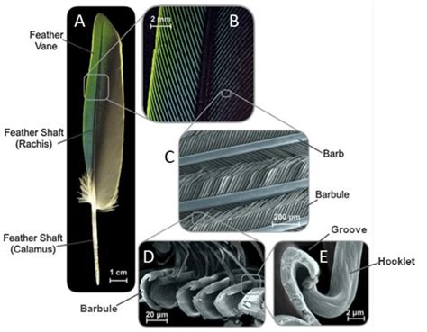 3 Feather Anatomy Diagram Reprinted From Sullivan Et Al 2016 2017