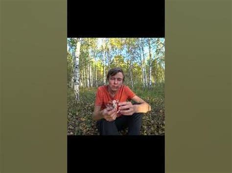 Свежесорванная шляпка мухомора - YouTube