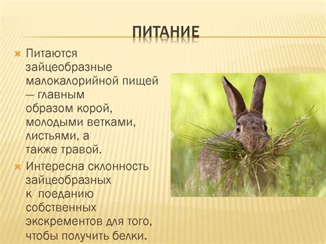 Зайцеобразные - online presentation