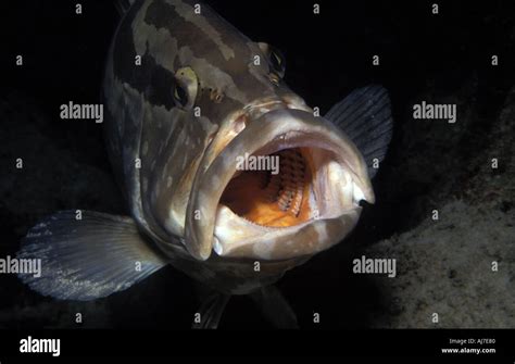 Grouper Fish Teeth Hi Res Stock Photography And Images Alamy