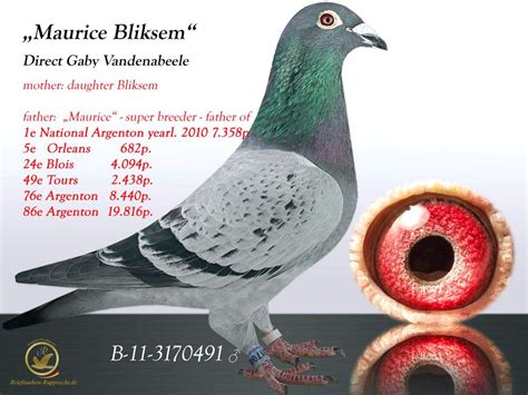 Képtalálat A Következőre „gaby Vandenabeele” Racing Pigeons Pigeon