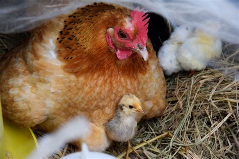 Cómo Se Reproducen Las Gallinas Fecundación E Incubación