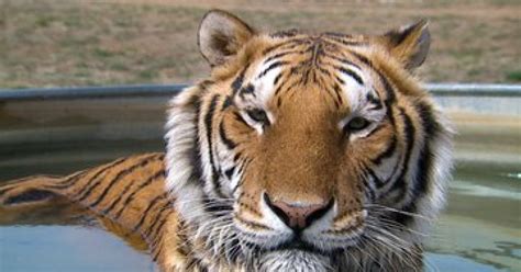 39 Tigers From Netflix Series Tiger King Are Now Living In A Colorado