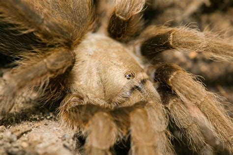 Arkansas Chocolate Tarantula Aphonopelma Baergi Near Y C Flickr