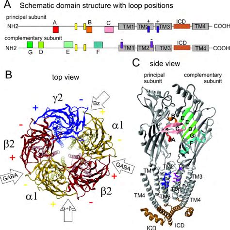 GABA Receptor Structure