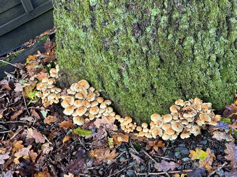 armillaria root rot rarborists