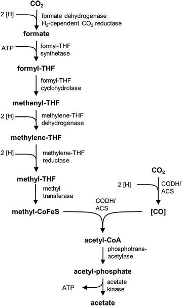 Bioenergetic Constraints For Conversion Of Syngas To Biofuels In