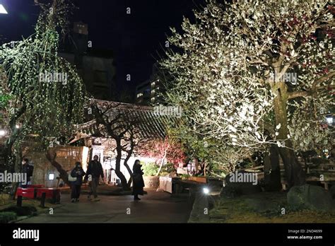 People Enjoy Viewing Plum Blossoms Lit Up At Yushima Tenjin Shrine Ume