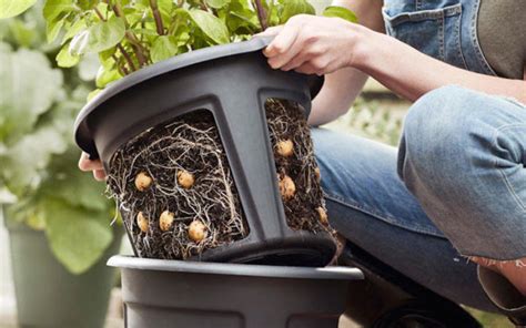 Growing Guides Archives Suttons Gardening Grow How