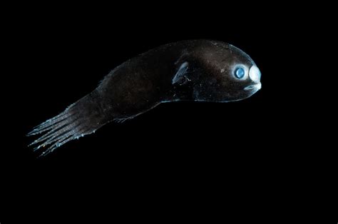 View 40 Fish With Glowing Antenna